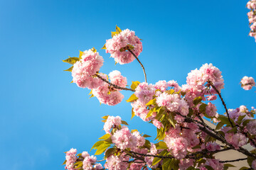 Tree with pink flowers is in the middle of a blue sky