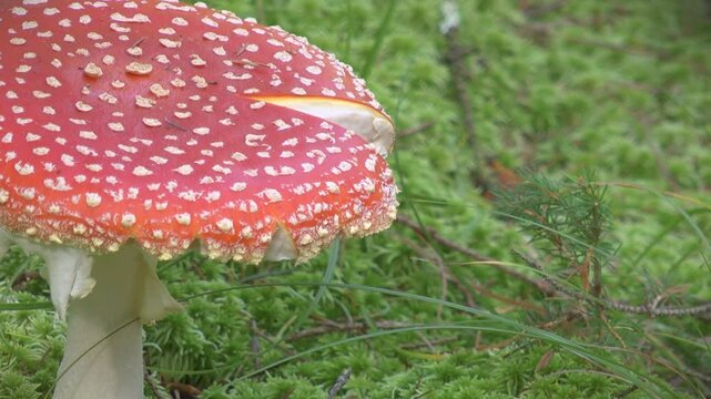 Close-up of a vibrant red fly agaric mushroom with white spots, set against a lush green forest floor. Captures the beauty and detail of fungi in nature. Ideal for nature documentaries ar ves