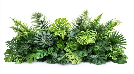 Tropical Lush Green Plant Arrangement: Monstera, Palm, Rubber Plant, Pine, and Fern on White Background