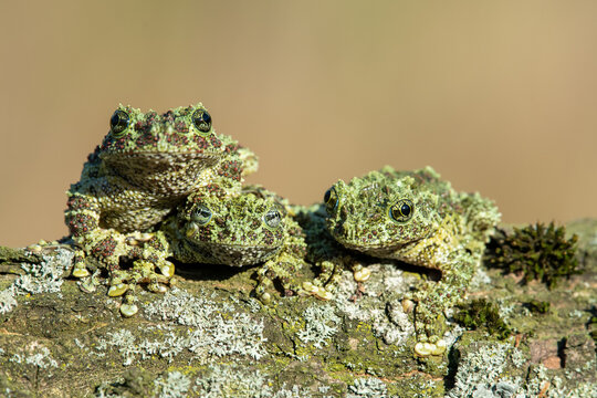 Mossy Frog, Theloderma corticale, also known as a Vietnamese Mossy Frog, or Tonkin Bug-eyed Frog, portrait against white background