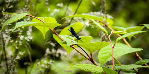 Dragonfly on a leaf