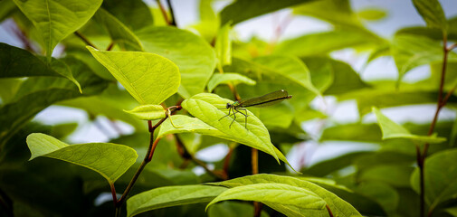 Dragonfly on a leaf