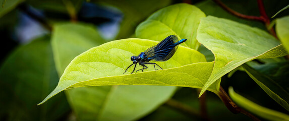 Dragonfly on a leaf