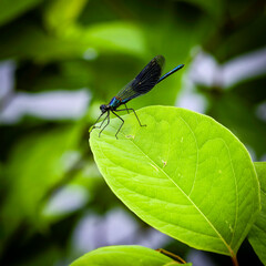 Dragonfly on a leaf