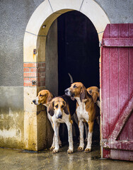 Hounds from a hunting pack framed in the door to their pound