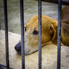 A hound rests his weary head behind the bars on the wall of his pound 