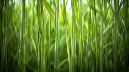 Naklejka premium Blurry background of young sugarcane plant. Green grass texture pattern. Green backgrounds.