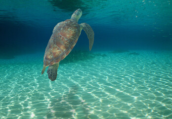 Obraz premium a sea turtle swimming on a reef in Venezuela