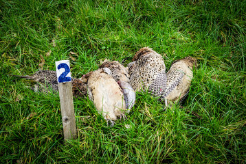 Shot pheasants at number two shooting peg