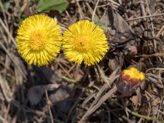 coltsfoot flowers in spring day
