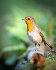 Bird Robin Erithacus rubecula, small bird in forest puddle, summer time in Poland Europe bird drinking water