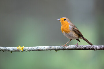 Bird Robin Erithacus rubecula, small bird in forest puddle, summer time in Poland Europe bird drinking water