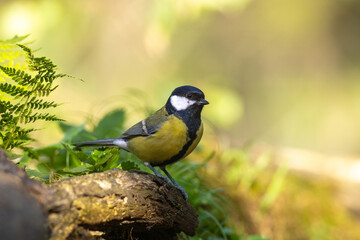 Bird - Colorful great tit Parus major drinking water and bathing in forest pond, photographed in horizontal, amazing background, summer time