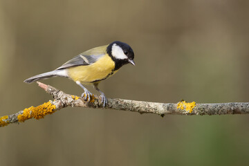 Naklejka premium Bird - Colorful great tit Parus major drinking water and bathing in forest pond, photographed in horizontal, amazing background, summer time