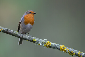 Bird Robin Erithacus rubecula, small bird in forest puddle, summer time in Poland Europe bird drinking water