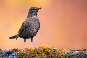 female Blackbird Turdus merula on the forest puddle bird batch time Poland Europe drinking water