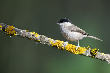 Bird - Marsh Tit ( Poecile palustris ) perched on tree autumn time small bird after bath