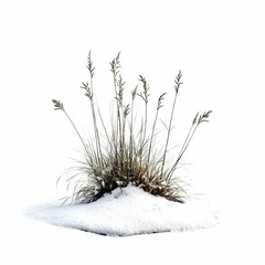 Dry grass covered in snow.