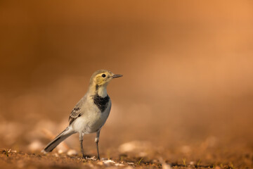 Bird juvenile White wagtail Motacilla alba small bird with long tail on light blurred background, Poland Europe
