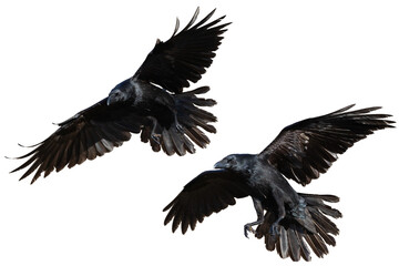 Birds flying raven isolated on white background Corvus corax. Halloween - flying bird two birds