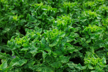 Green stem lettuce crops in garden