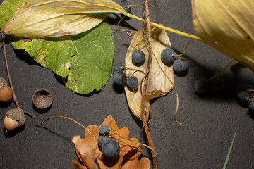 Autumn still life with a Berries of a Solomon’s seal, green leaf of burdock and fall oak leaves...