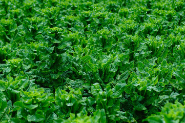 Green stem lettuce crops in garden