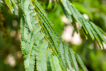 Close-up of Persian silk tree leaves with water raindrops creating a refreshing and natural atmosphere. Ideal for nature and landscaping themes