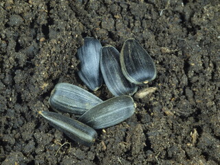 Agriculture. Grains, seeds in the ground. Soil. Planting a crop