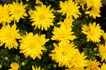 Close up pf a decorative chrysanthemum flowers	