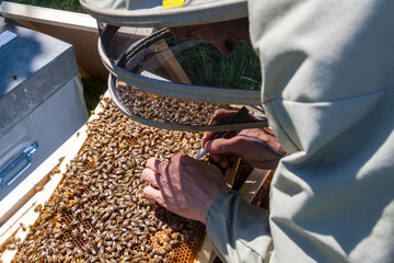 Apiculture - Gros plan sur un cadre de cire recouvert d'abeilles - identification et marquage de la reine