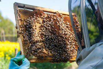 Apiculture - Apiculteur tenant un cadre de cire au dessus d'une ruche, lors d'une visite sanitaire et inspection du rucher