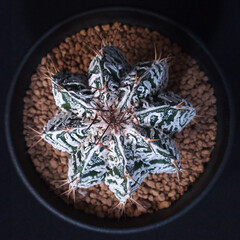 サボテン｜アストロフィツム｜白条般若モンストローサ／Astrophytum ornatum f. monst.