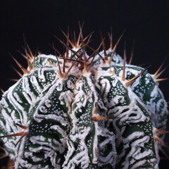 サボテン｜アストロフィツム｜白条般若モンストローサ／Astrophytum ornatum f. monst.