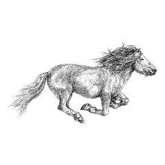 Horse, hand drawn vintage sketch in vector