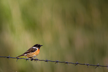 robin sparrow on barbed wire