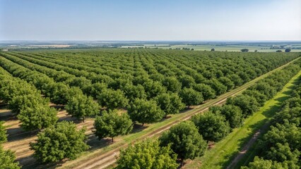 Fototapeta premium Aerial View of an Expansive Nut Orchard in Full Bloom, Showcasing the Lush Green Canopies and Rows of Nut Trees Under Clear Blue Skies for Stunning Nature and Agriculture Imagery
