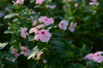 pink flowers in the garden