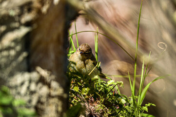 chiffchaff between the bushes