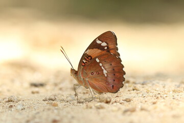 butterfly on the ground
