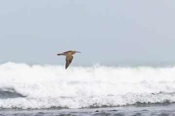 チュウシャクシギの飛翔