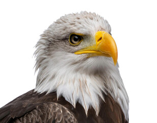 Fototapeta premium Tier