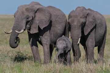 African elephants in the savannah protecting their calf 