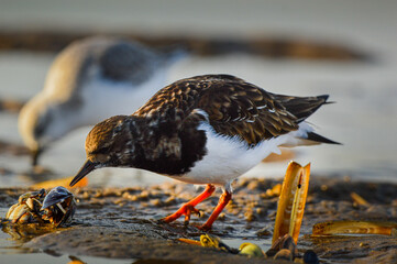 turnstone looking for food in shells
