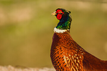 pheasant in a meadow