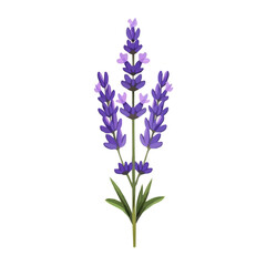 Obraz premium Simple flat 2D icon purple lavender branch isolated on transparent background, vector, flat design, animation design, vector, flat design, animation design, simple flat 2D icon, clipart