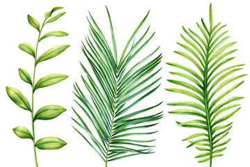 Fototapeta premium Tropical leaves, exotic botanical palm leaves, vibrant decoration. Hand-painted watercolor plants for jungle design