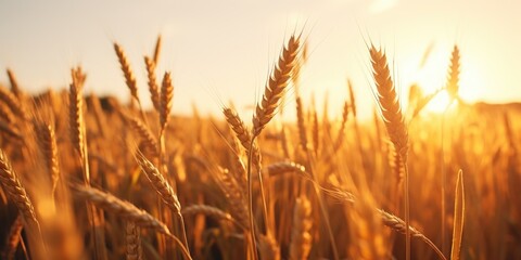 Field of golden wheat with the sun shining on it. The sun is setting in the background