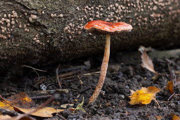 Redlead Roundhead