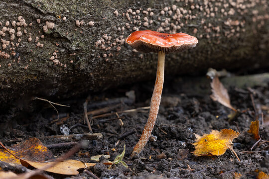 Redlead Roundhead